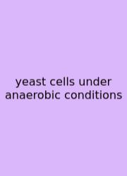 Yeast Cells Under Anaerobic Conditions